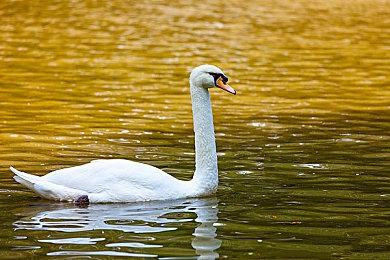 《塞尔达传说：御天之剑HD》上市预告片公布